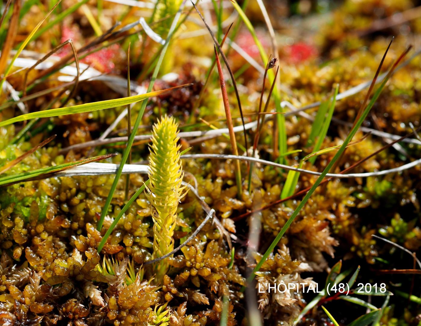 Clubmoss, Marsh flower